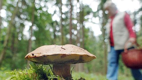 Eine Frau geht an einem Maronenröhrling-Pilz vorbei. Foto: Armin Weigel/Archivbild