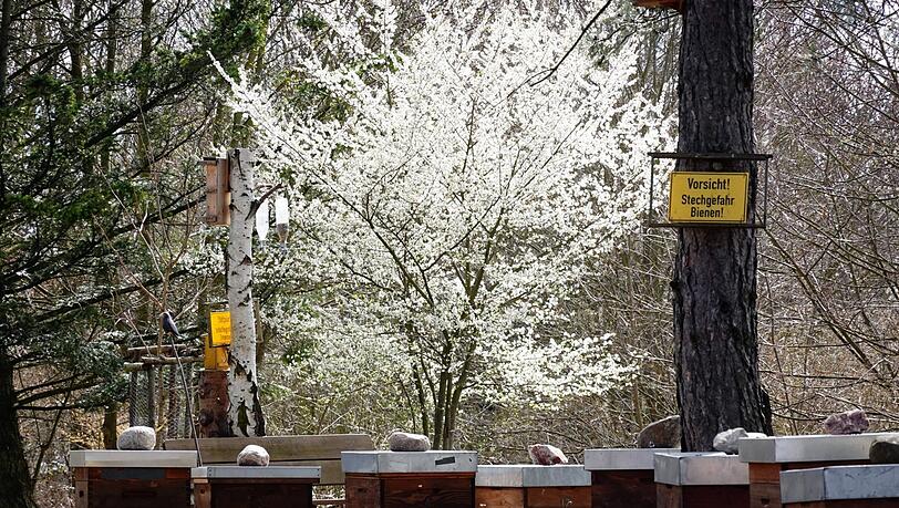 Mirabellen bl&uuml;hen auch in St&auml;dten, wie hier in Berlin vor urbanen Bienenk&auml;sten. Auf dem Land muss aber wohl kaum vor Bienen gewarnt werden.