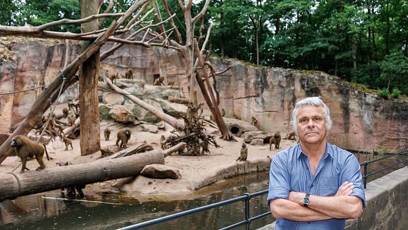 In den nächsten Jahren wird der Tiergarten nach Aussagen des Direktors wieder Paviane töten müssen.