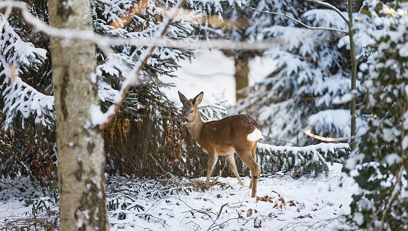 Ein Rehbock steht im Schnee. (Symbolbild) Ein Rehbock steht im Schnee. (Symbolbild)