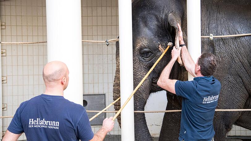 Tierpfleger kontrollieren die Ohren von Elefant Mangala.