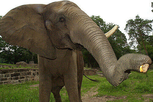 Yvonne , die alte Dame (40) verabschiedet sich schon im Juni oder Juli von ihrem Gehege im Nürnberger Zoo.