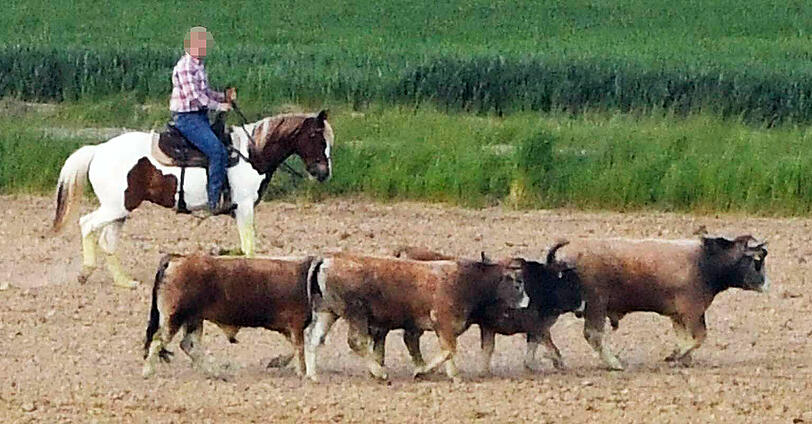 Wildwest in Oberbayern: Trotz zahlreicher Häscher behalten die Jungstiere bislang die Oberhand und entkommen immer wieder.