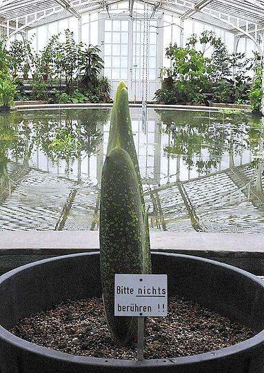 Die Titanenwurz am 12. Mai