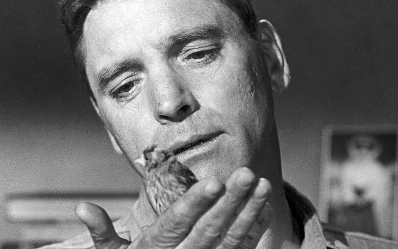 Robert Franklin Stroud (Burt Lancaster) wird vom Mörder zum Vogelexperten in einer berührenden Geschichte über Schuld, Hoffnung und Menschlichkeit. Robert Franklin Stroud (Burt Lancaster) wird vom Mörder zum Vogelexperten in einer berührenden Geschichte über Schuld, Hoffnung und Menschlichkeit.