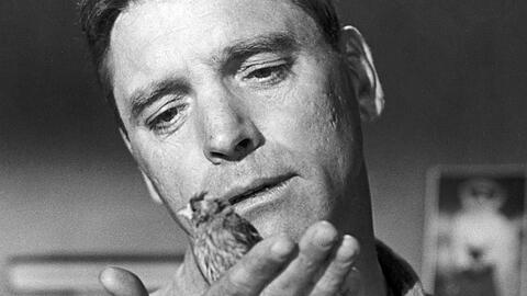 Robert Franklin Stroud (Burt Lancaster) wird vom M&ouml;rder zum Vogelexperten in einer ber&uuml;hrenden Geschichte &uuml;ber Schuld, Hoffnung und Menschlichkeit.