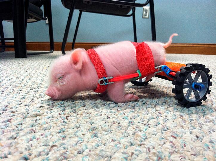 Wie süß: Das arme kleine Ferkelchen Chris P. Bacon kam mit einer Gehbehinderung auf die Welt. Ein Tierarzt hat sich um das Schweinderl gekümmert und ihm einen Mini-Rollstuhl aus Knex-Bausteinen gebastelt.