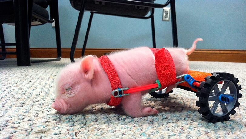 Wie süß: Das arme kleine Ferkelchen Chris P. Bacon kam mit einer Gehbehinderung auf die Welt. Ein Tierarzt hat sich um das Schweinderl gekümmert und ihm einen Mini-Rollstuhl aus Knex-Bausteinen gebastelt. Wie süß: Das arme kleine Ferkelchen Chris P. Bacon kam mit einer Gehbehinderung auf die Welt. Ein Tierarzt hat sich um das Schweinderl gekümmert und ihm einen Mini-Rollstuhl aus Knex-Bausteinen gebastelt.