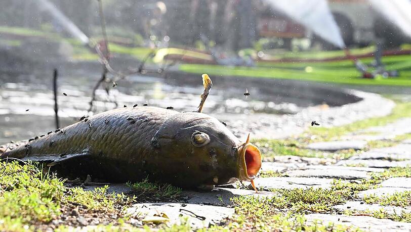 Einer von rund 100 Fischen, die im Westparksee verendet sind. Einer von rund 100 Fischen, die im Westparksee verendet sind.