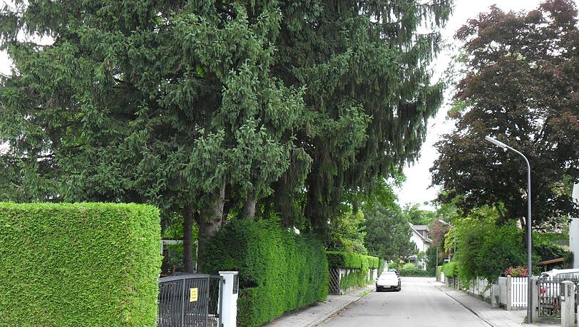 Hecke gestutzt, Äste beschnitten - und trotzdem setzte es ein Bußgeld. Hecke gestutzt, Äste beschnitten - und trotzdem setzte es ein Bußgeld.