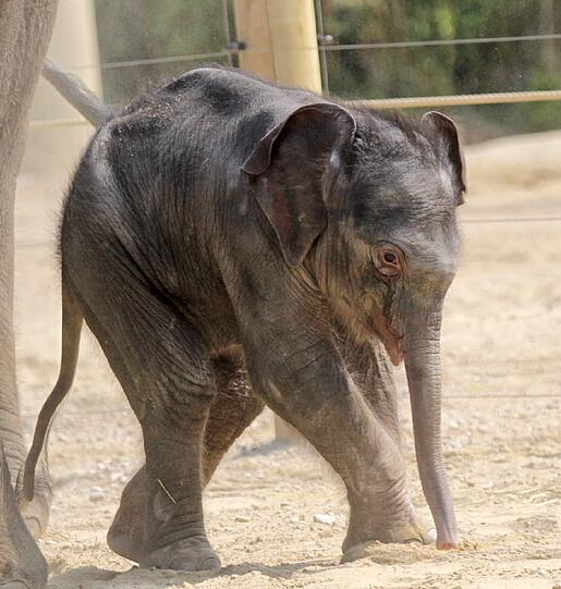 Die erste Schritte im Freien: Der Baby-Elefant im Außengehege.