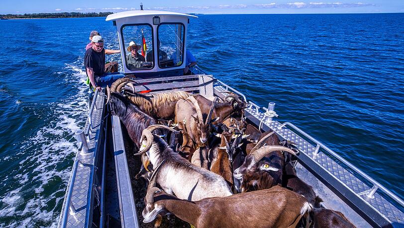 Per Boot werden die 22 tierischen Landschaftspfleger auf die Vogelschutzinsel Walfisch in der Wismarbucht gebracht.