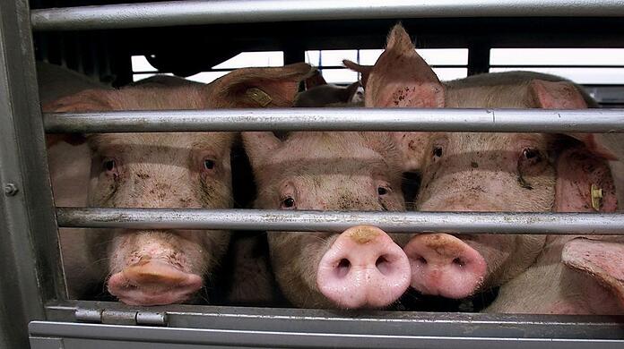 Mehr Schweine, aber weniger Betriebe.