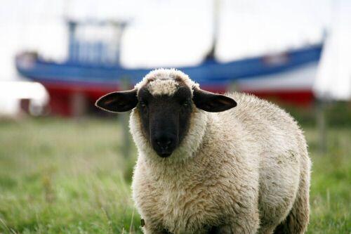 Dick angezogen: Schaf in Schleswig-Holstein