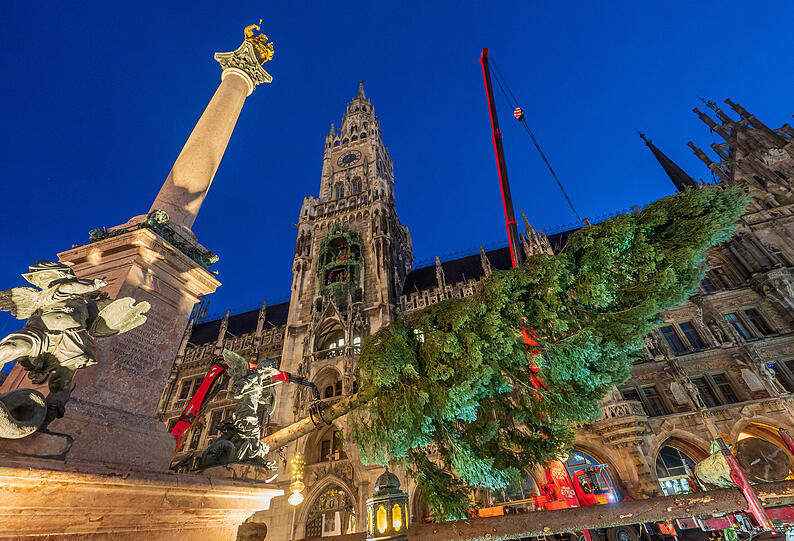 Hier noch in Schieflage, aber nicht mehr lange: Der Christbaum auf dem Marienplatz.