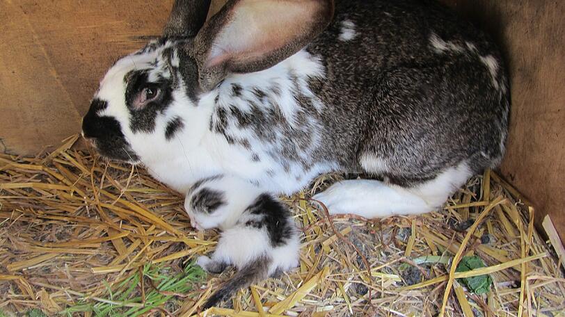 Flauschige Patchwork-Familie: Katzenbaby Mia, ihre Kaninchen-Geschwister und Riesenschecke Sarah.