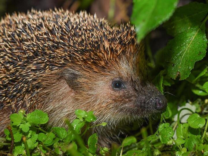 Ein Igel ist in der Nacht in einem vom Regen nassen Garten unterwegs. Foto: Patrick Pleul/Archivbild