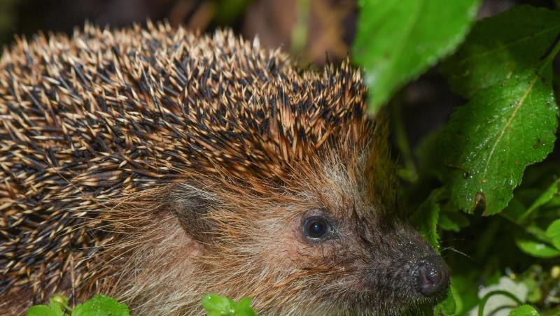 Ein Igel ist in der Nacht in einem vom Regen nassen Garten unterwegs. Foto: Patrick Pleul/Archivbild Ein Igel ist in der Nacht in einem vom Regen nassen Garten unterwegs. Foto: Patrick Pleul/Archivbild