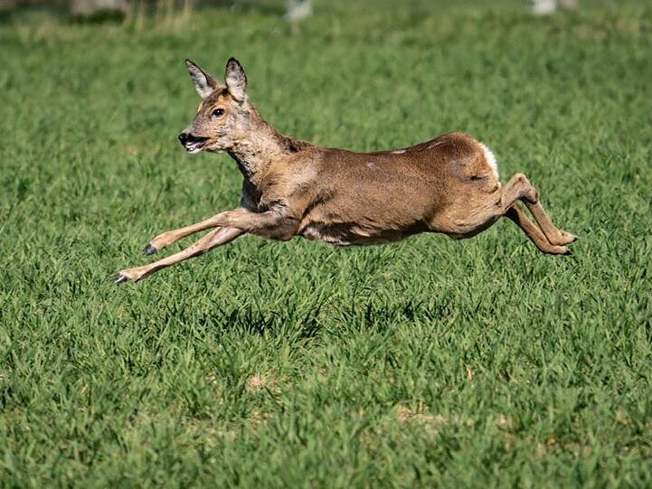 Ein Reh flüchtet auf einem Feld. Foto: Frank Rumpenhorst/dpa/Symbolbild