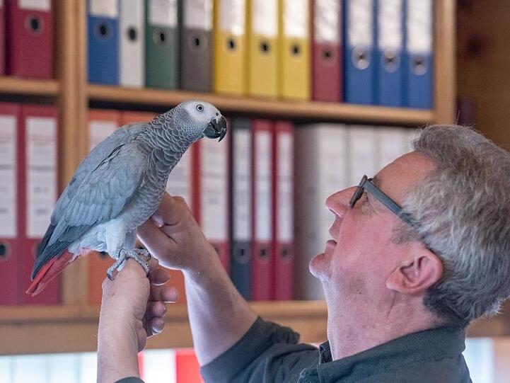 Wolfgang Plach spricht mit seinem Papagei Carlo. Foto: Armin Weigel