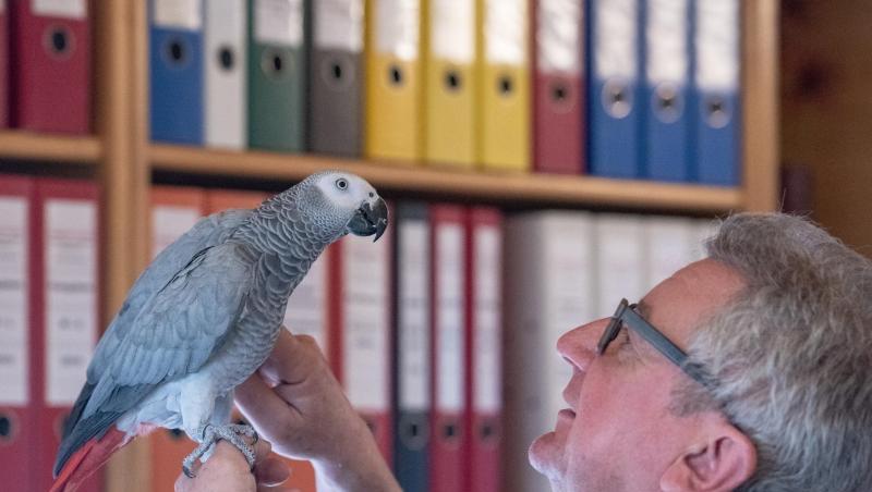 Wolfgang Plach spricht mit seinem Papagei Carlo. Foto: Armin Weigel Wolfgang Plach spricht mit seinem Papagei Carlo. Foto: Armin Weigel