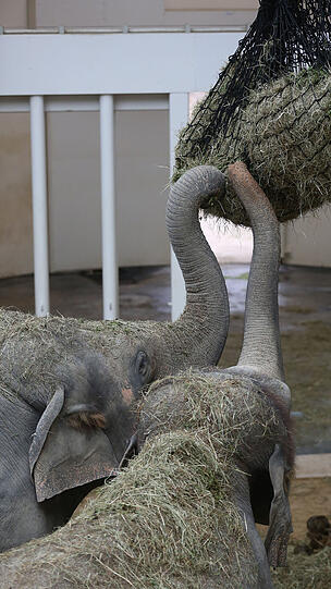 Weitere Bilder vom Foto-Spaziergang durch den Tierpark Hellabrunn am Donnerstagabend.