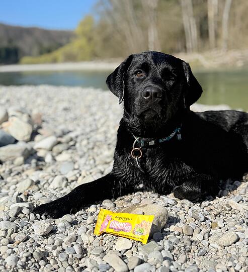 Grisu ist ein kleines Modell und liebt es sich fotografieren zu lassen. Er ist für jeden Blödsinn zu haben und ein sehr guter Tröster wenn man mal traurig ist. Als Petfluenzer startet er gerade durch.