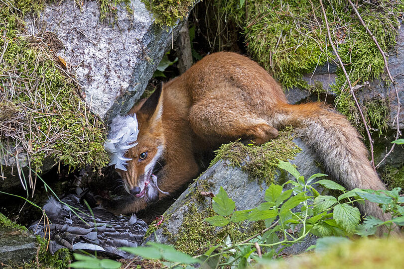 Liina Heikkinen ist "Junge Naturfotografin des Jahres" mit ihrem Bild "Fuchs, du hast die Gans gestohlen". Aufgenommen hat den jungen Fuchs, der seinen Geschwistern auf der finnischen Insel Lehtisaari die Beute weggeschnappt hat, die heute 17-jährige Norwegerin mit gerade einmal 13 Jahren.