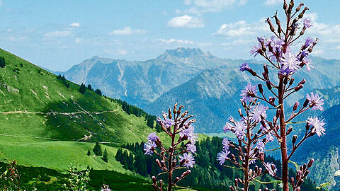 Cicerbita alpina oder auch Alpen-Milchlattich in den Allgäuer Alpen.