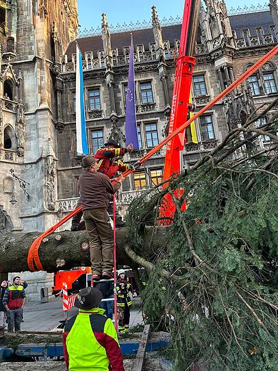 Knapp drei Wochen vor Beginn des Christkindlmarkts auf dem Münchner Marienplatz steht dort nun der große Christbaum.