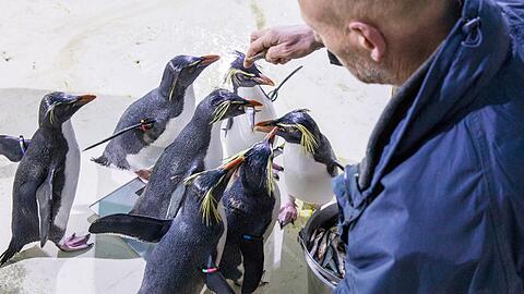 Um die Felsenpinguine zu wiegen, werden sie mit Hilfe von Futter auf eine Personenwaage gelockt.