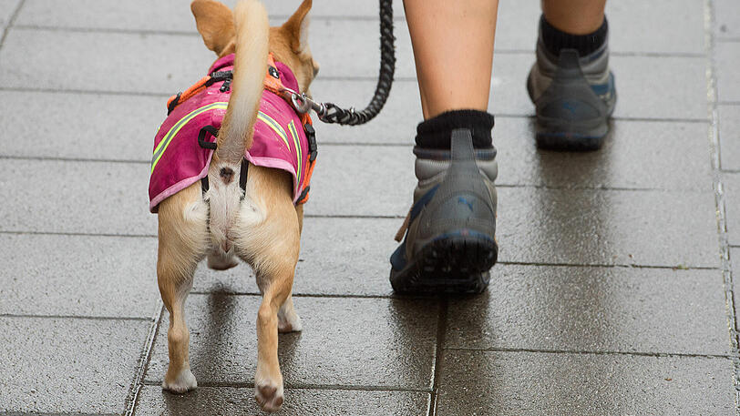 Beim Gassigehen mit ihrem Hund entdeckte eine Münchner Hundehalterin die Giftköder. (Symbolfoto)