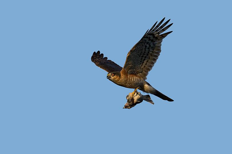 Leicht verwechselt wird der Sperber (Accipiter nisus) mit dem Habicht. Wobei der Habicht seinen kleineren Verwandten in der Regel um 20 Zentimeter überragt. So kann es auch passieren, dass ein Sperber von einem Habicht als Beute erlegt wird. Der Sperber wiederum macht Jagd auf kleinere Singvögel. Leicht verwechselt wird der Sperber (Accipiter nisus) mit dem Habicht. Wobei der Habicht seinen kleineren Verwandten in der Regel um 20 Zentimeter überragt. So kann es auch passieren, dass ein Sperber von einem Habicht als Beute erlegt wird. Der Sperber wiederum macht Jagd auf kleinere Singvögel.