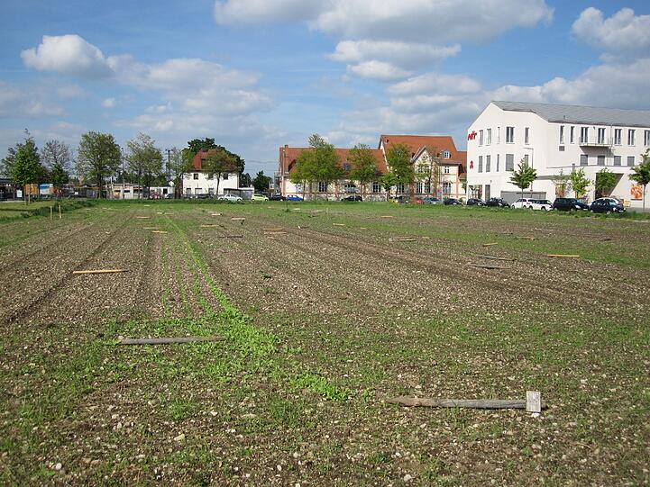 So wie in Trudering, soll es auch bald in Neuaunbing sprießen. (Archivbild)