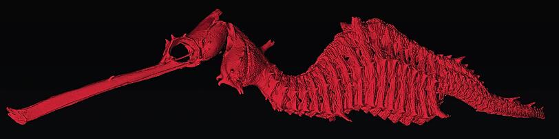 Extrem bunt ist eine vor der Westküste Australiens neu entdeckte Art der Seenadel-Fische. Phyllopteryx dewysea ist 24 Zentimeter lang und rot mit pinken Streifen.