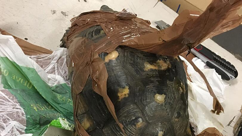 Mit Hilfe eines Teppichmessers wurde die Schildkröte vom Klebeband befreit.