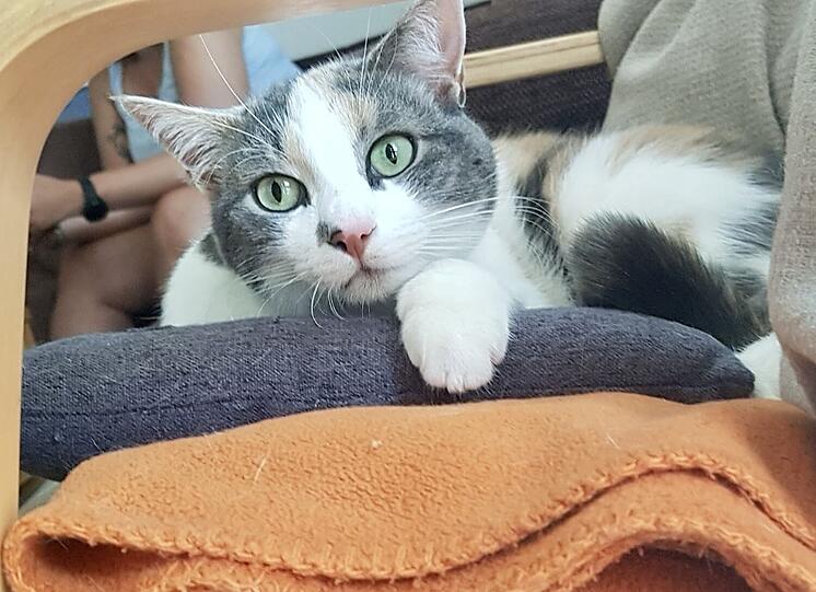 Peaches
