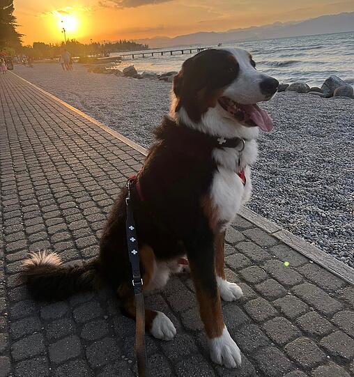 Buddy