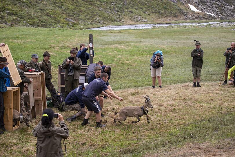 In den Tiroler Alpen wurden erstmals seit 2001 wieder Steinböcke aus dem Tierpark Hellabrunn ausgewildert.