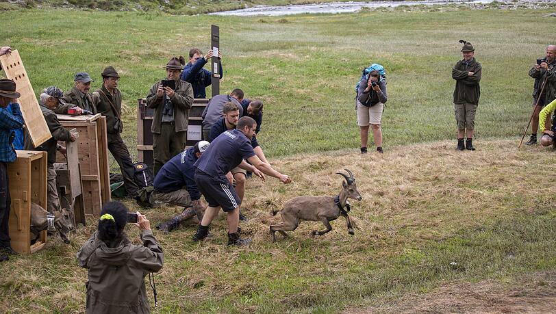 In den Tiroler Alpen wurden erstmals seit 2001 wieder Steinböcke aus dem Tierpark Hellabrunn ausgewildert. In den Tiroler Alpen wurden erstmals seit 2001 wieder Steinböcke aus dem Tierpark Hellabrunn ausgewildert.