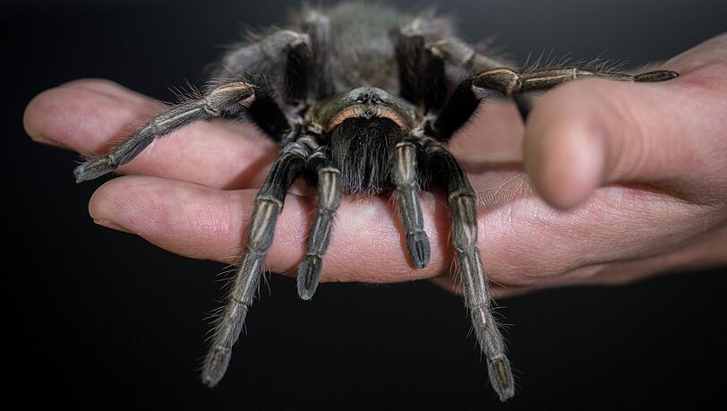 Für viele zum Fürchten: eine Vogelspinne auf der Hand eines Mannes.