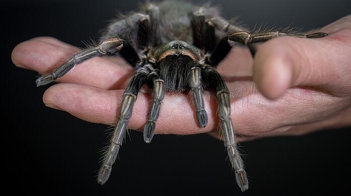 Für viele zum Fürchten: eine Vogelspinne auf der Hand eines Mannes.