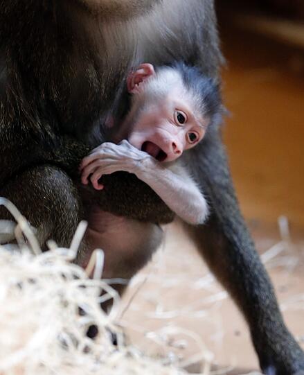Bilder vom neuen Drill-Baby im Tierpark Hellabrunn