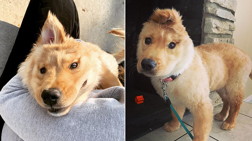 Auf Instagram entwickelt sich das flauschige Einhorn Rae zum tierischen Social-Media-Star.