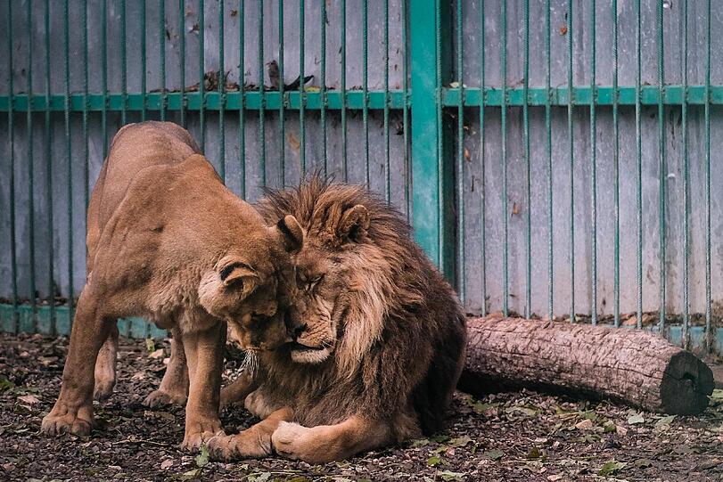 Diese Bilder machen betroffen: So sahen die Löwen im Zoo von Razgrad aus, als sie befreit wurden.