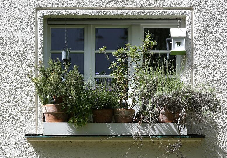 Kräuter und Lavendel am Fenster.