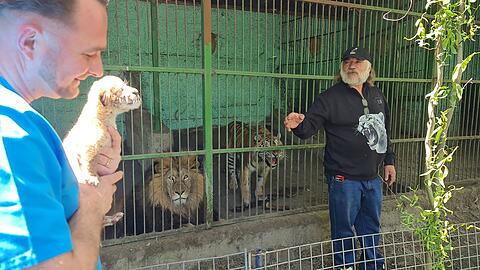 Tierarzt Gabriel Gaspar (l) mit dem Liger-Baby und Zoo-Besitzer Dorin Soimaru stehen vor dem Käfig, in dem die Eltern des Ligers, der Löwe und die Tiger-Dame zu sehen sind.