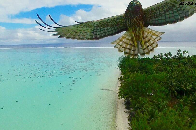 Vogel trifft auf Drohne in Französisch-Polynesien.
