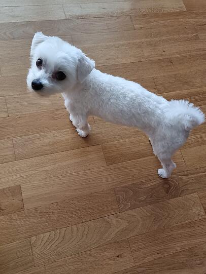 Otto