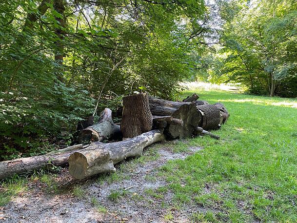 Auch diesen Totholzhaufen haben die Naturschützer extra im Fledermauspark aufgetürmt. Auch diesen Totholzhaufen haben die Naturschützer extra im Fledermauspark aufgetürmt.